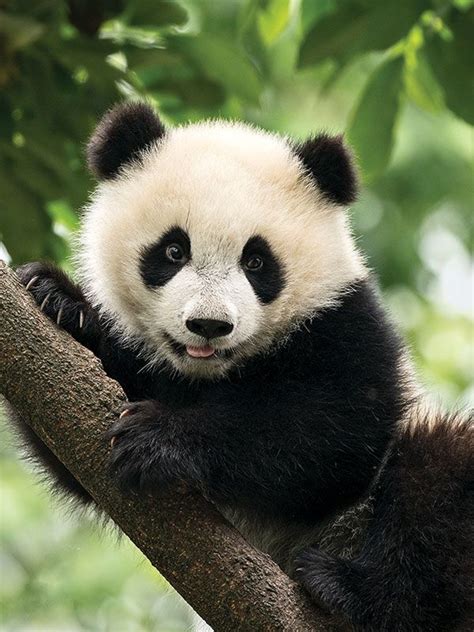 Blog Panda Gigante Panda Bebe Osos Pandas Bebes