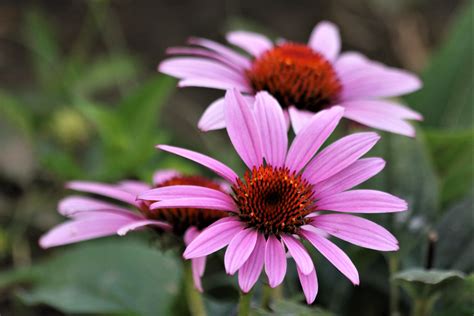They will grow well even if you have sandy soil and forget to water them occasionally. Three Pink Coneflowers Free Stock Photo - Public Domain ...