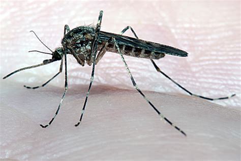 Mosquitoes Culicidae And Midges Ceratopogonidae Identification