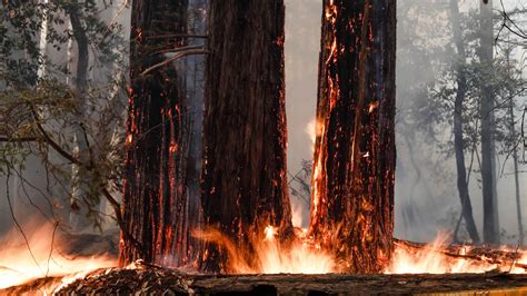 Will Californias Giant Redwoods Survive The Raging Wildfires Live