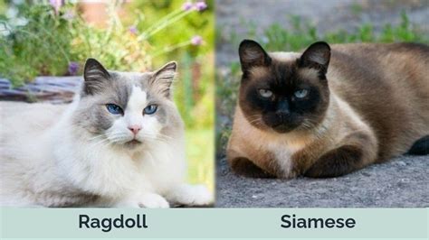 Ragdoll Vs Siamese Cats The Differences With Pictures Hepper