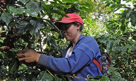 En Nicaragua Más Mujeres Trabajan Pero Solo 1 Tiene Seguridad