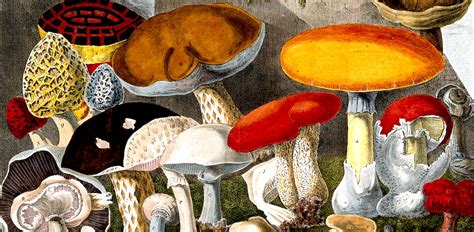 The Life Changing Magic Of Mushroom Hunting In Central Park ‹ Literary Hub