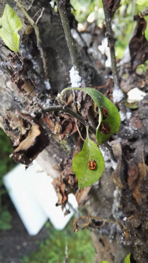 In diesem artikel erfahren sie die besten tipps, wie sie selbst einen apfelbaum pflanzen. Apfelbaum - Schädlingsbefall? (Garten, Baum, Schädlinge)