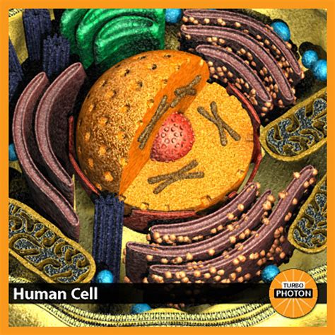 Human Cell 3d Model