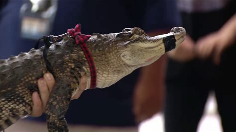 Florida Trapper Captures Chicago Alligator Youtube