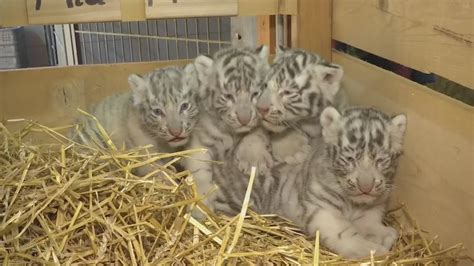 These Cute And Fluffy White Tiger Cubs Are Totally Adorable Youtube