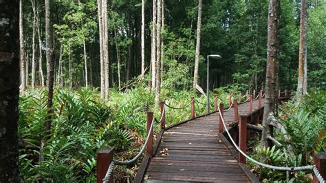 Meliputi kawasan seluas lebih daripada 40,000 hektar, hutan paya laut matang merupakan salah satu daripada hutan paya laut terbaik di dunia. Mohd Faiz bin Abdul Manan: Hutan Paya Laut Matang