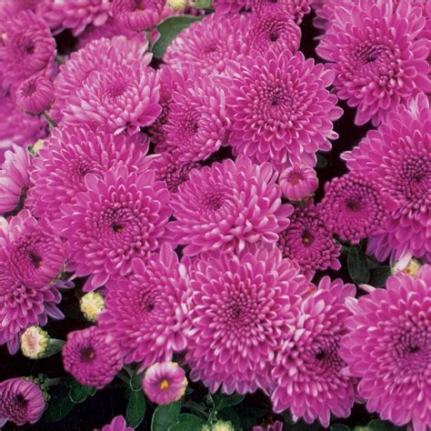 No matter the occasion, 1800flowers® has the perfect flowers & gifts for you! 1.64-Pint Purple Purple Mum in Pot (L17744) at Lowes.com