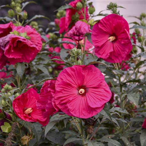 Hibiscus Summer In Paradise Pp28730 Walters Gardens Inc