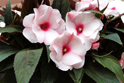 Maybe you want grow plants from seeds to save money. Propagating Impatiens By Seed - Tips On Growing Impatiens ...