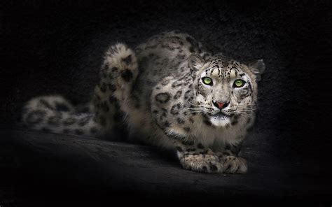 Animal Snow Leopard Hd Wallpaper