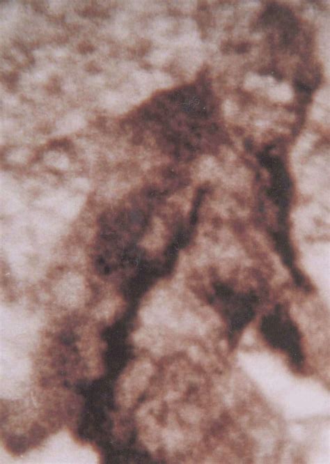 Photos Bigfoot Sightings Over The Years