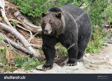 The momentum back their way. Black Grizzly Bear In Captivity At Grouse Mountain, Canada ...