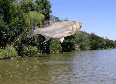 What Are Asian Carp Us Geological Survey