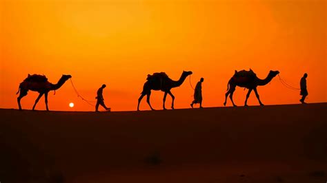 Cameleers Camel Drivers At Sunset Thar Stock Footage Sbv 338002170