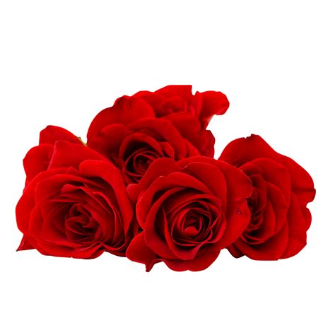 Choose from 170000+ flower graphic resources and download in the form of png, eps, ai or psd. Red Rose Flower PNG Image Free Download searchpng.com