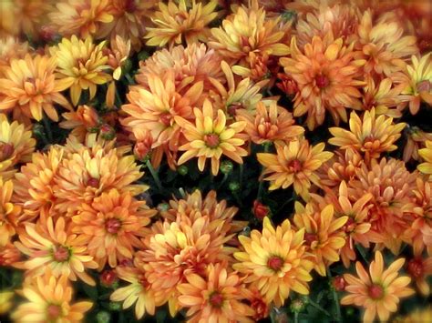 Fall Mums For A Lovely Seasonal Note