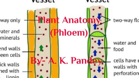 Plant Anatomy Phloem Youtube