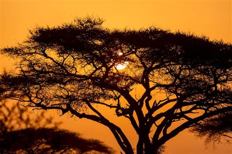 Premium Photo Typical Iconic African Sunset With Acacia Tree In