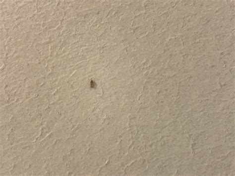 Cool Small White Insects On Wall References Octopussgardencafe