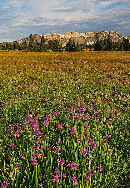 Snowy Range Meadow Snowy Range Wyoming Fine Landscape And Nature