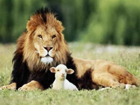 The Lion And The Lamb Transformed Worldwide Ministries