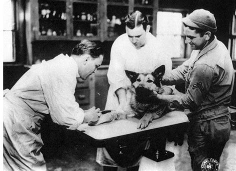 How About This Great Photo Of A Veterinary Exam With The Us Army