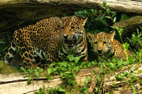 The jaguar is the 3rd largest cat in the world after tigers and lions and these large cats are solitary animals which live and hunt alone, except during mating season and. Jaguar Animal Facts - Animal Sake