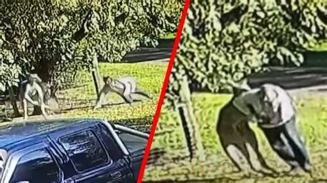 Aussie Bloke Gets Into A Scrap With A Kangaroo And The Rest Of The