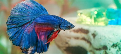 How to choose a pet fish - PETstock Blog