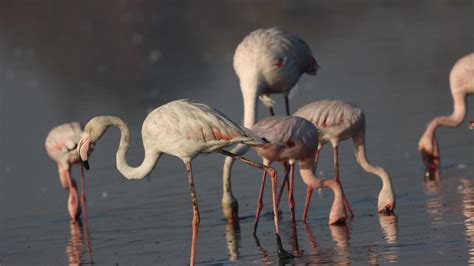 Nature and Wildlife News: Explore the Wonders of the Natural World