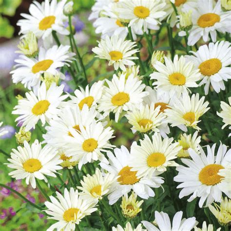 Leucanthemum superbum broadway lights ®. Leucanthemum Plant - Broadway Lights - Dobies