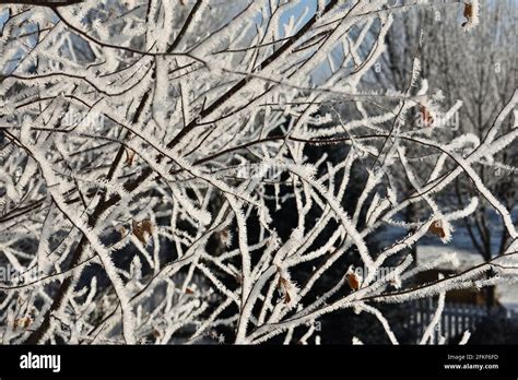 Hoar Frost On The Tree Limbs Of A River Birch Tree Stock Photo Alamy