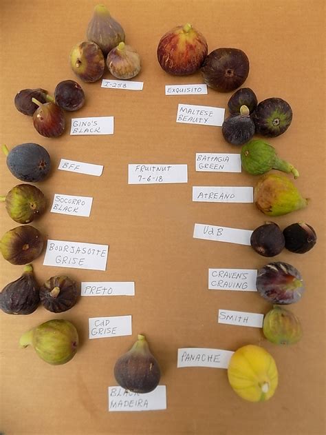 Some Pretty Pictures Of 16 Fig Varieties Ripe Now Pictures Growing Fruit