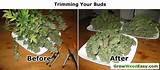 Marijuana Curing Box Images