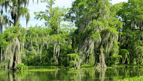 Beths Blog Louisiana Swamp Tour Day 3