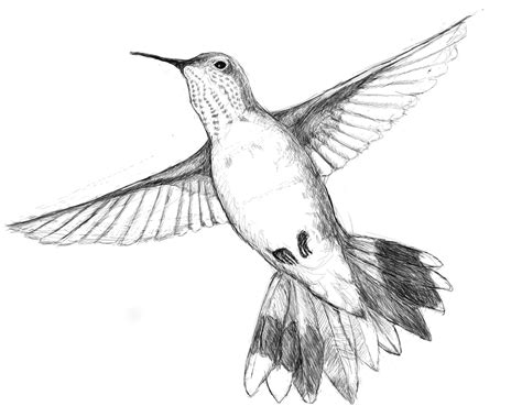 Hummingbird Line Drawing At Getdrawings Free Download