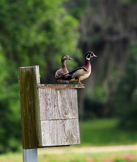 Upon opening a duck box, the customer finds a head scarf with a delicately stitched scalloped hem, available in colors with names like banana pudding, diamond rose, and mint frosting. Wood duck nest box study underway | St. Mary Now