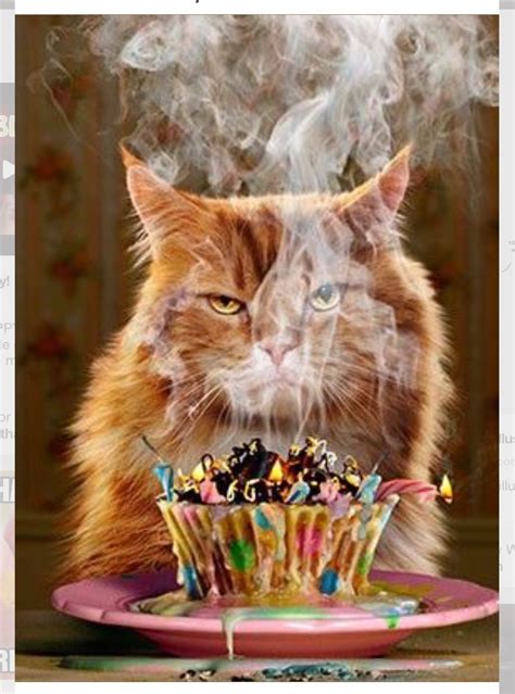 Funny Cat Birthday Wishes The Cake Boutique