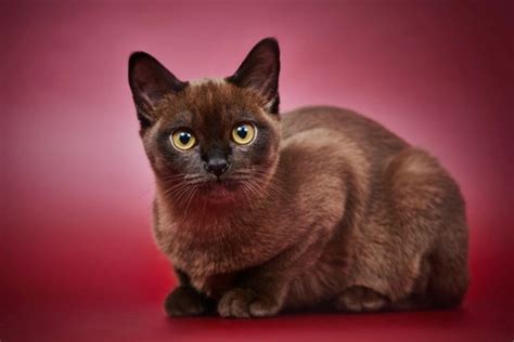 10 Things You Need To Know About The Burmese Cat Before You Buy One