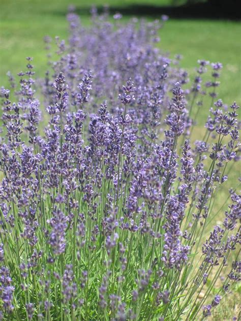 Laromay Lavender Is A Beautiful New Hampshire Lavender Farm