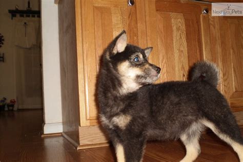Male mini shiba inu (purebred). Shiba Inu puppy for sale near Tampa Bay Area, Florida ...