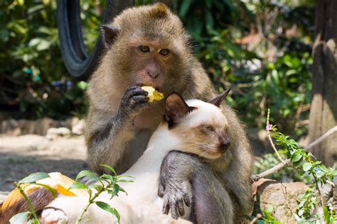 These 23 Unlikely Animal Friendships Will Melt Your Heart — Best Life