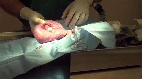 If you spot any of the symptoms of pyometra, bring your. Pyometra in Cats: Causes, Symptoms, Treatment, Prevention ...