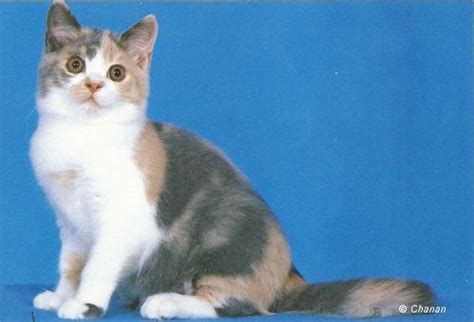 Dilute Calico British Shorthair Kitten British Shorthair Cats