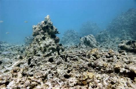 Reef Arabia Plants 3d Printed Coral Reefs To Restore Persian Gulf