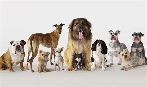 The 7 Types Of Dog Breeds