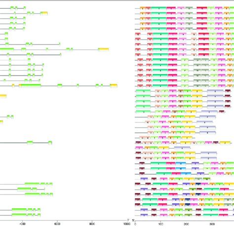 Phylogenetic Relationships Structure And Conserved Motifs Of SRO