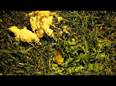 Wir geben dir tierfreundliche tipps. Schleimpilz auf Rasenfläche 300fache Geschwindigkeit - YouTube